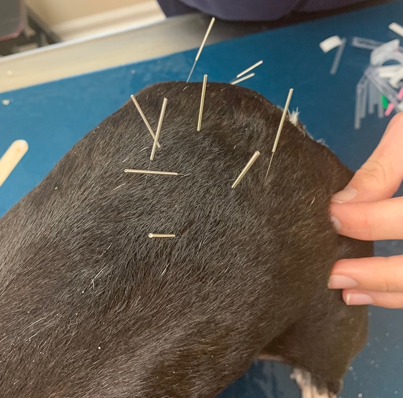 A close-up of a dog's back with several acupuncture needles inserted into its fur. A person's hand gently holds the dog while the procedure is being performed on a blue surface.