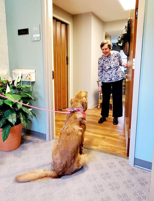 A golden retriever on a leash sits in a hallway, looking at an older woman standing and smiling in a doorway. There is a potted plant nearby and the setting appears to be indoors, possibly in a care facility.