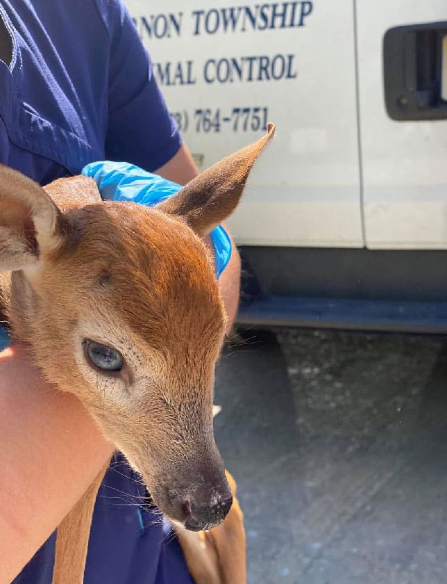 A person in blue scrubs and gloves holds a young fawn. In the background, a white animal control vehicle is partially visible with "ANIMAL CONTROL" written on the side.