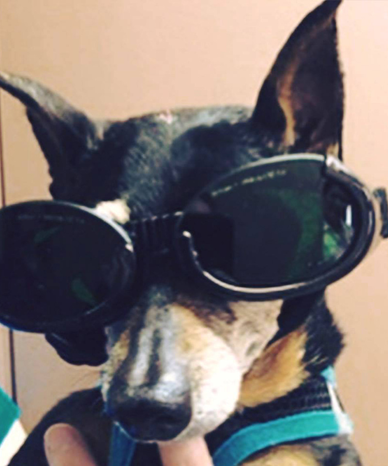 A dog wearing goggles