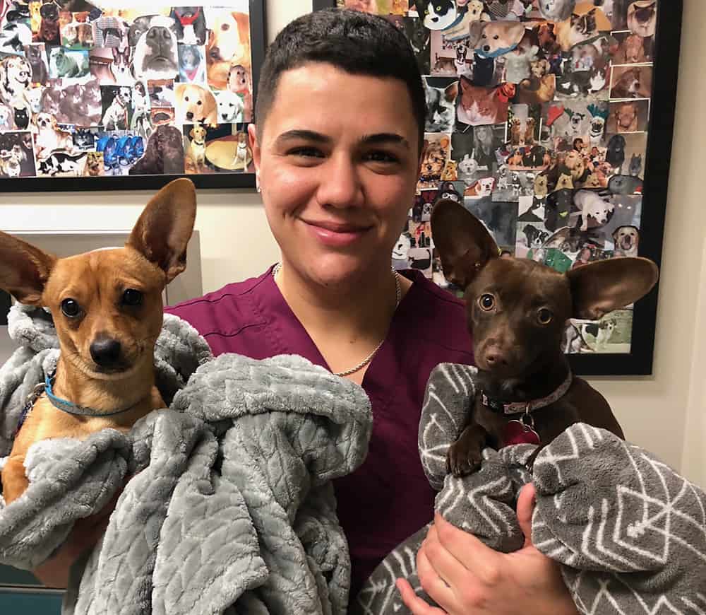 A person in maroon scrubs smiles while holding two small dogs wrapped in blankets. A wall behind them displays a collage of various dog photos.