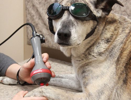 Shining the Light On Laser Therapy for Pets