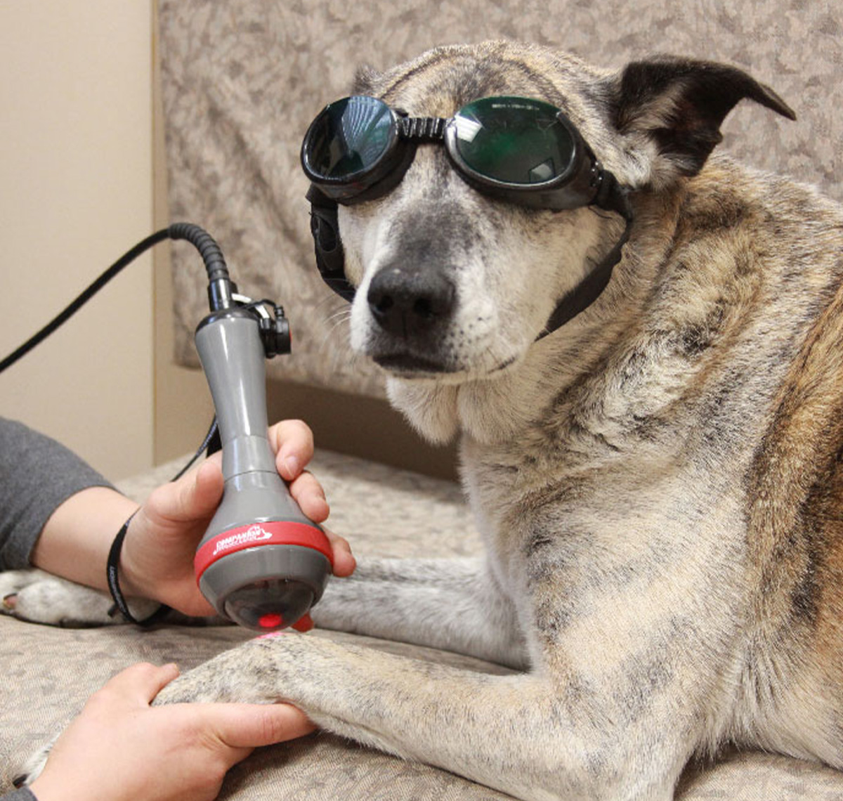 A dog wearing goggles and a hand holding a device