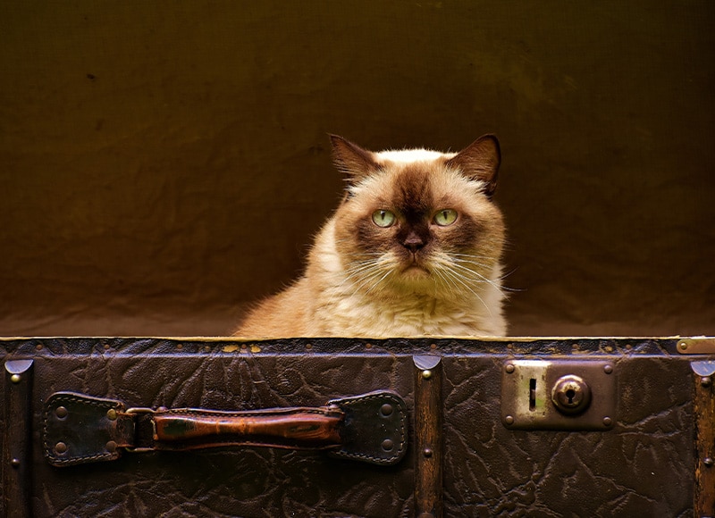 Travel Certificates for Dogs & Cats in Rockaway