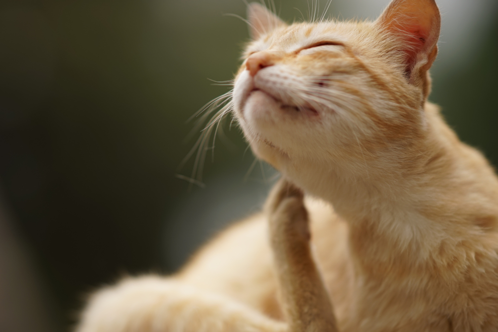 a cat with its paw on its face