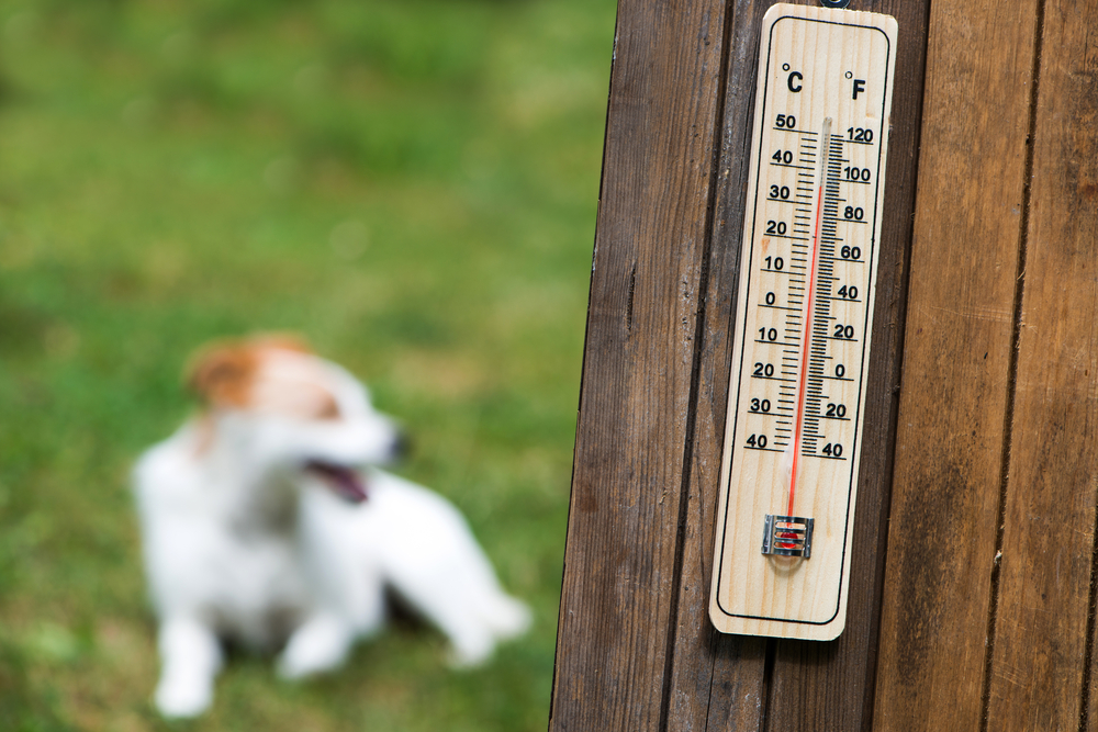 a thermometer on a wooden surface next to a dog