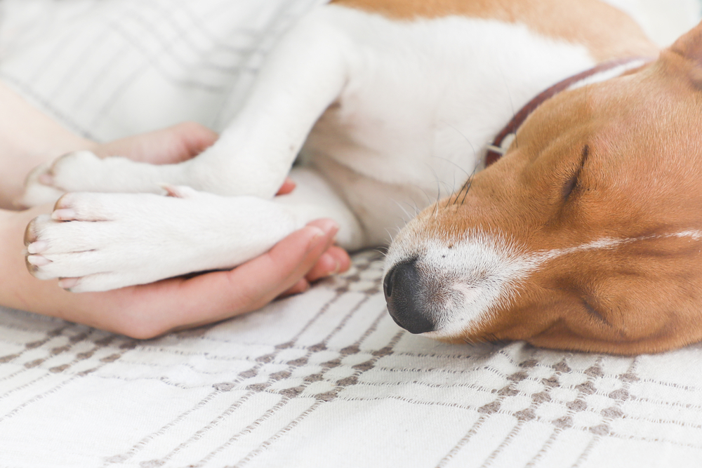 a dog lying on a blanket