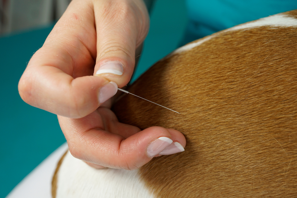 a person holding a needle to an animal