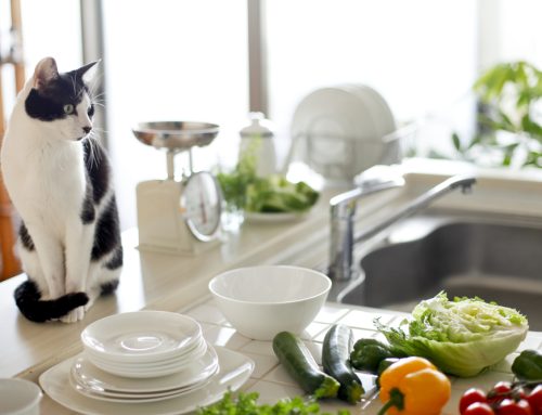 15 Thanksgiving Safety Tips for Pet Owners