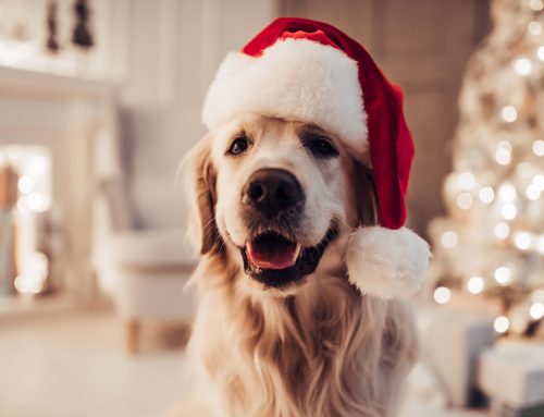 How to Survive the Holidays with Your Pet