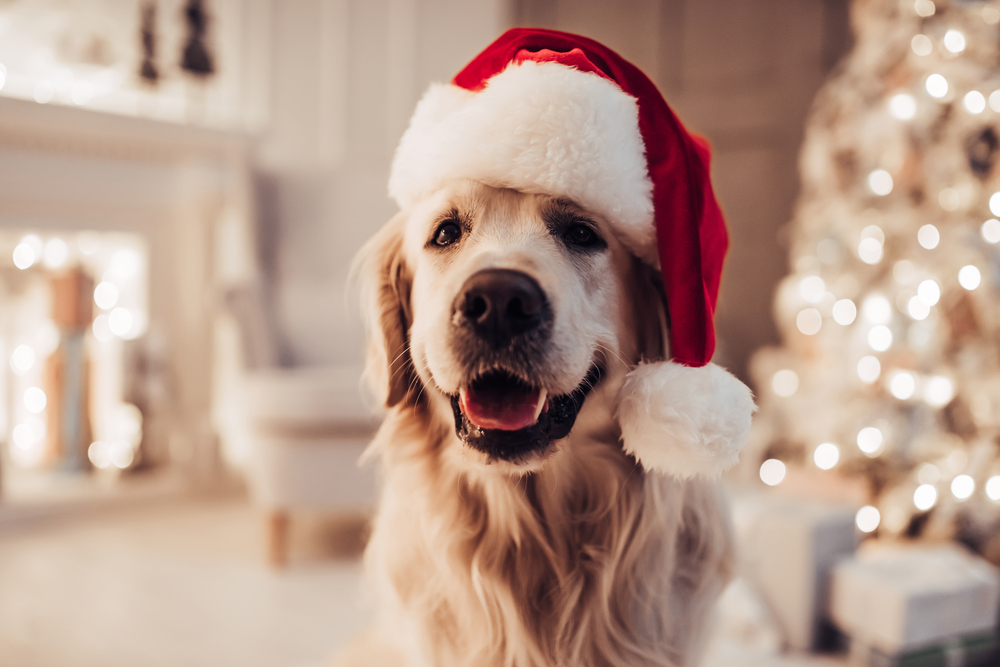 a dog wearing a santa hat