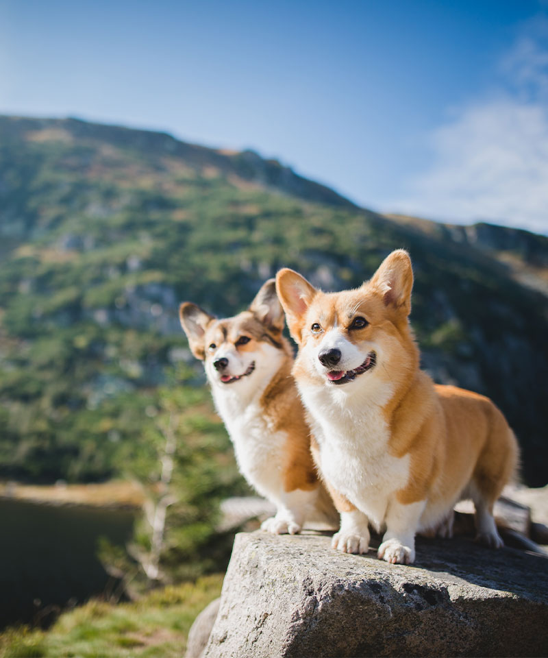 Two dogs standing on a rock