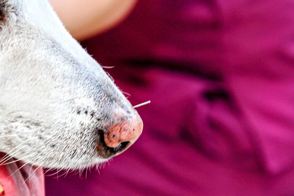 Close-up of a dog's snout with a small thorn or splinter stuck near its nose, with a blurred background in shades of purple.