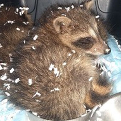 A Raccoon lying in a car