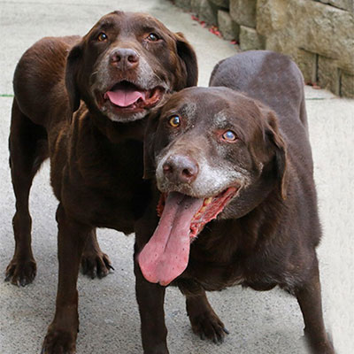 Two dogs standing next to each other