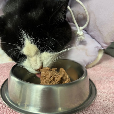 A cat eating from a bowl