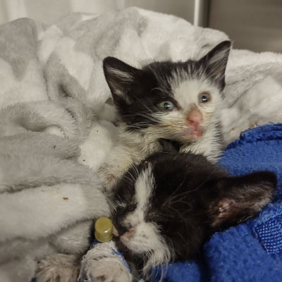 A black and white kittens lying on a blanket