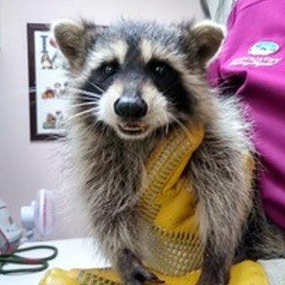 A raccoon wearing a yellow vest