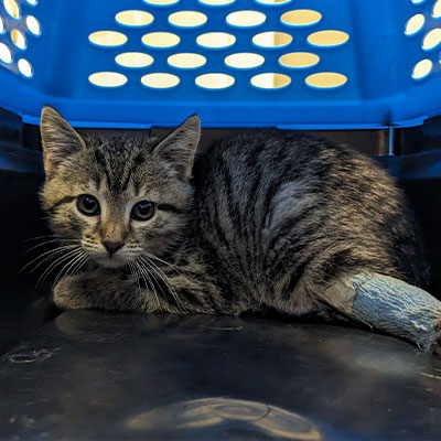 A cat with a bandage on its leg