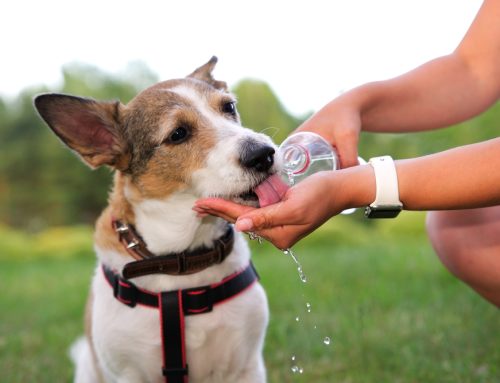 Help Your Pet Keep Their Cool in The Heat