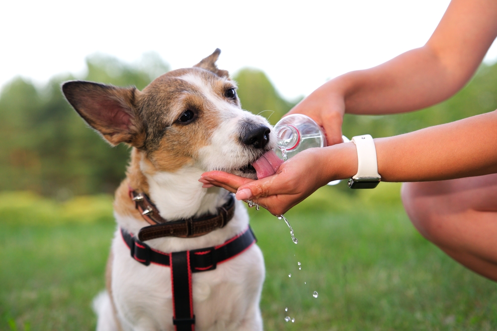 a person pouring water from a bottle into dog's mouth