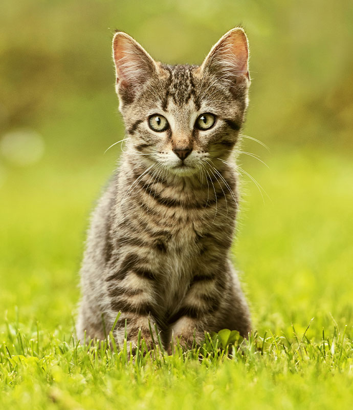 A cat sitting in the grass