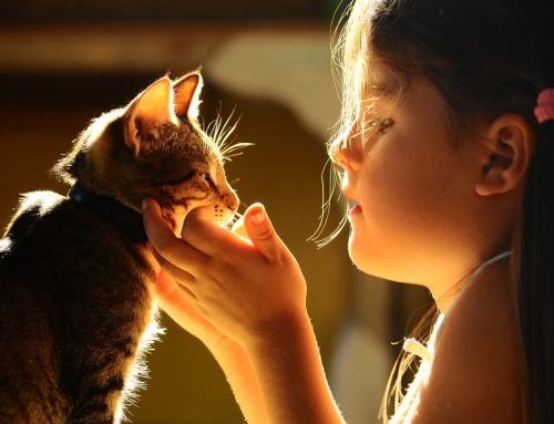 5 Tips to Keep Kids Safe Around Pets