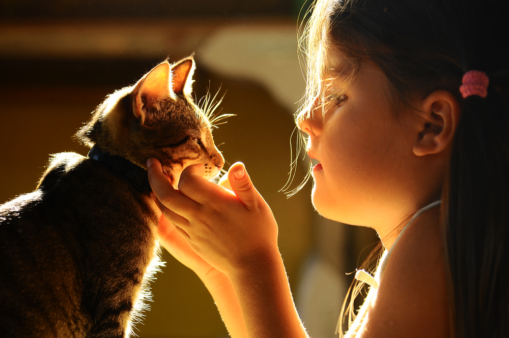 a child petting a cat