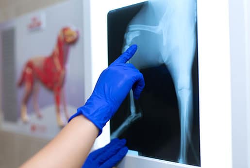 A person wearing blue gloves points at a dog’s leg on an X-ray displayed on a lightbox, with a veterinary anatomy poster of a dog visible in the background.