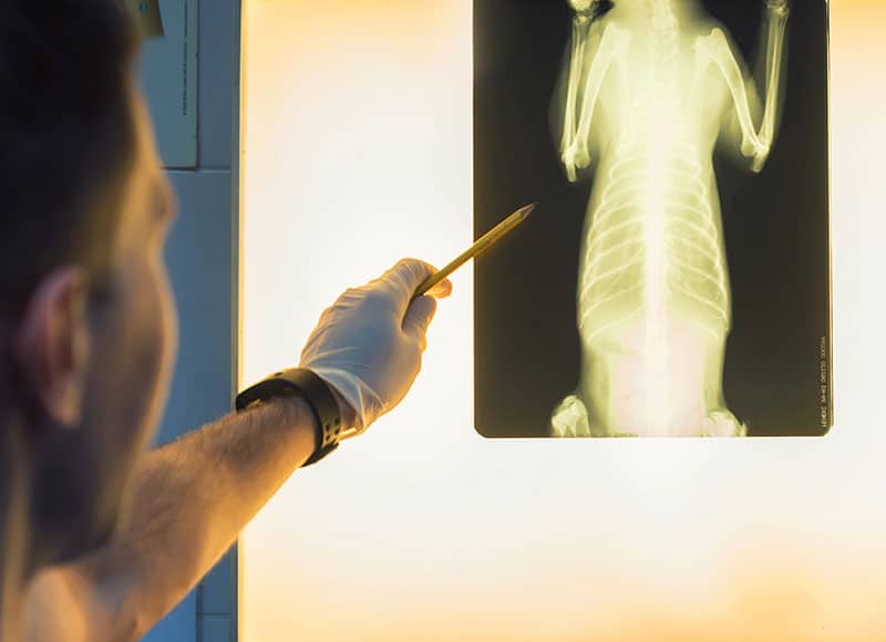 A person wearing a glove points with a pencil at an X-ray image of an animal, likely a cat or small dog, displayed on a light board.