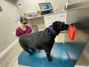 a dog on a mat with a person in a medical office