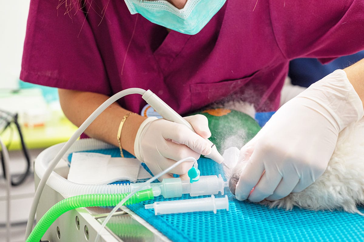 A veterinarian wearing gloves and a mask cleans a small animal’s teeth using dental equipment during a procedure in a clinic. The animal lies on a blue mat with an anesthesia tube attached.