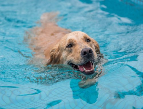 Tail-Wagging Workouts: Choosing the Best Exercise for Your Dog