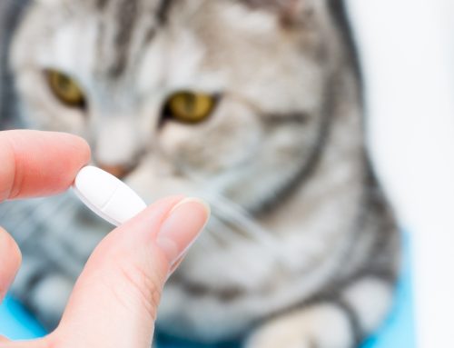 9 Pro Tips for Administering Medications to Your Pet