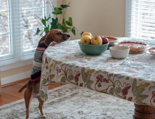 Thanksgiving Pet Safety Tips: What to Share and What to Skip!