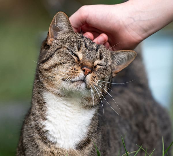 A brown and white tabby cat with closed eyes enjoys being petted on the head by a person's hand outdoors, looking content and relaxed.