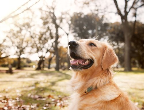 Keep Your Pets Happy and Calm: Easy Stress-Reducing Tips for Home