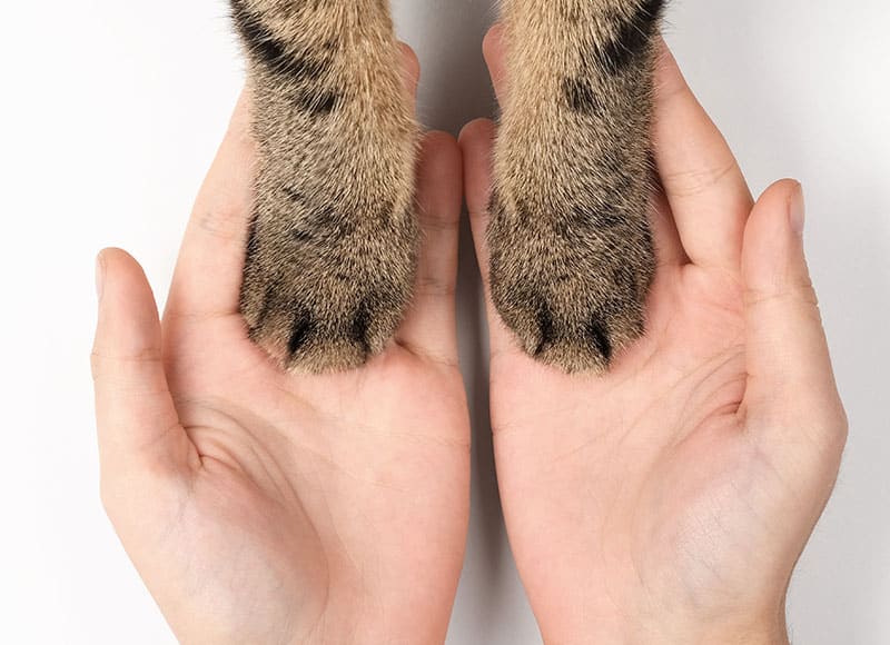A close-up of two human hands gently holding the front paws of a tabby cat, both resting on a white surface.