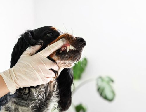 Managing Chronic Oral Pain in Pets: What You Should Know