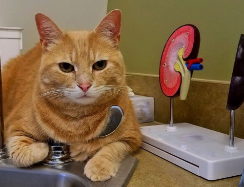 Emergency Physical Exam for Pets: Signs Your Dog or Cat Is in Trouble