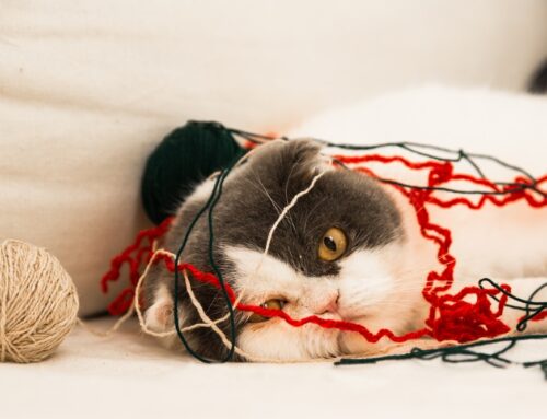 Foreign Body Removal Surgery: What Happens When Your Pet Eats Something They Shouldn’t