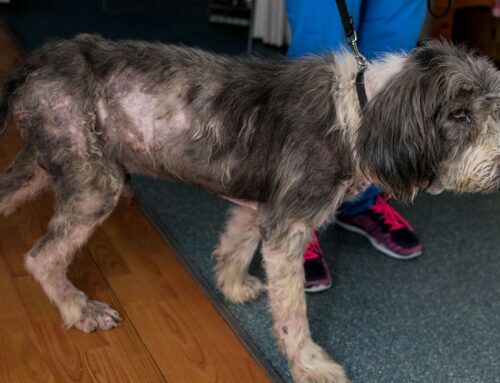 Hair Loss in Dogs and Cats: Identifying the Underlying Issues