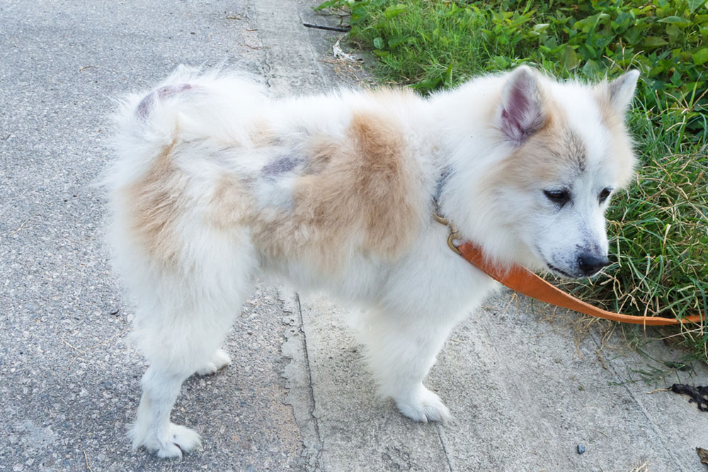 A fluffy white and tan dog with patches of missing fur stands on a sidewalk, wearing a brown collar and leash, near some green grass.