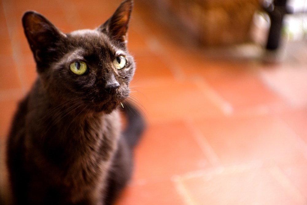 A black cat with green eyes sits on a floor with reddish-brown tiles, looking slightly upward. The background is softly blurred.