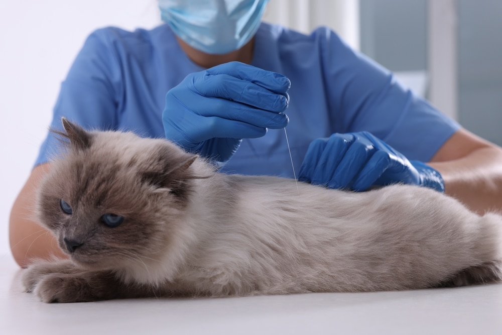 A veterinarian wearing gloves and a mask performs acupuncture on a fluffy gray and white cat lying on a table. The cat looks calm, and the needle is being inserted into the cat's back.