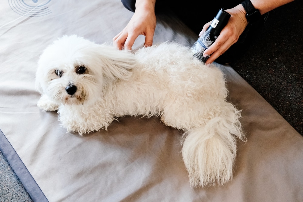 A fluffy white dog lies on a mat while a person gently brushes its back with a grooming tool. The dog looks toward the camera with a calm expression.