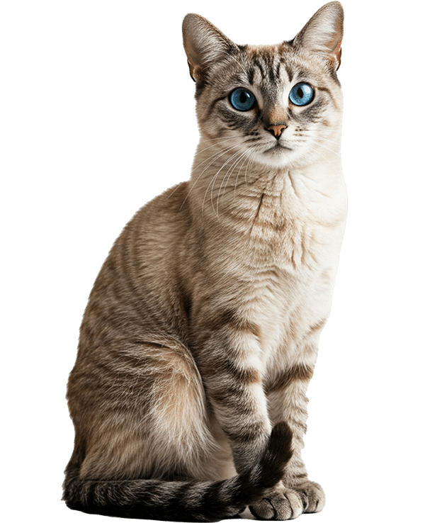 A sitting tabby cat with striking blue eyes and light brown fur looks directly at the camera against a plain white background, perfect for highlighting Alternative Medicine for pets near Denville NJ.
