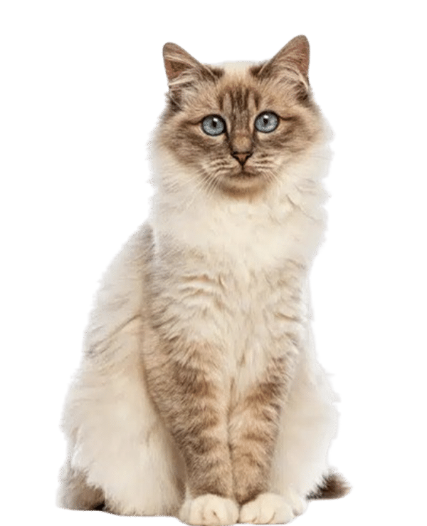 A fluffy cat with cream and light brown fur, striking blue eyes, and dark markings on its face, ears, and tail sits upright against a plain white background, looking as polished as after Dental Cleanings for Pets in Denville NJ.