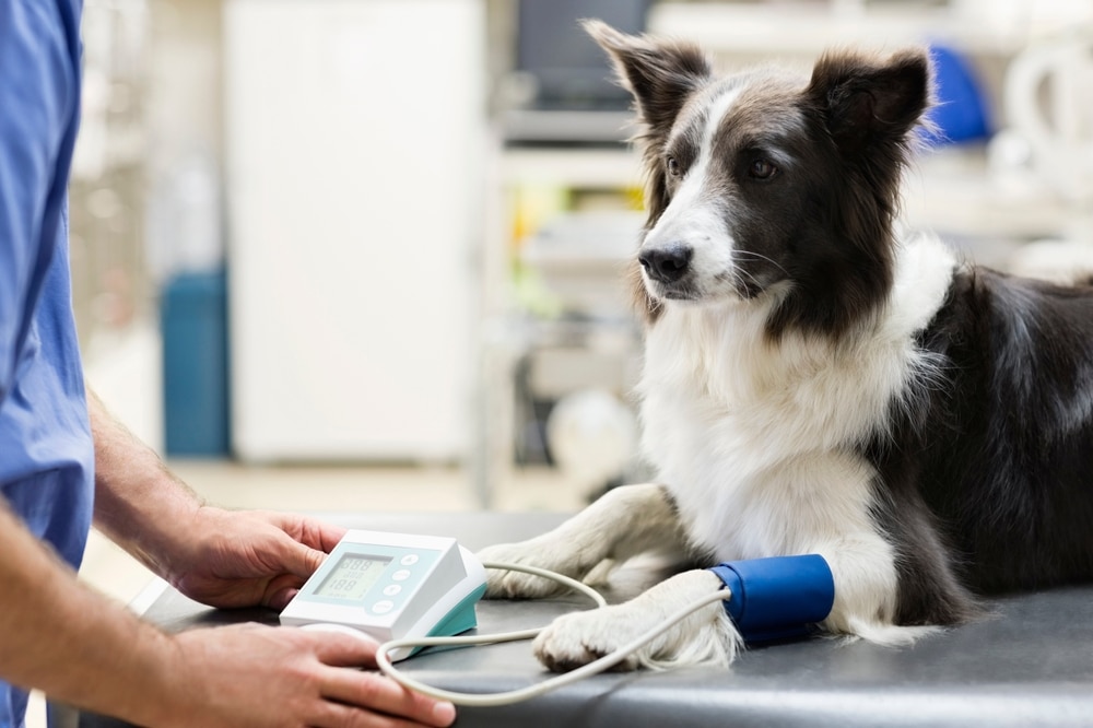 A black and white Border Collie lies on a veterinary exam table with a blood pressure cuff on its front leg while a vet operates the monitoring device.