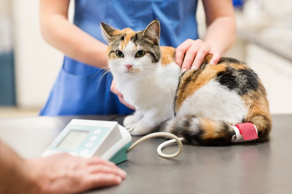 A calico cat with a red bandage on its leg sits on an exam table while a veterinarian in blue scrubs examines it. A blood pressure monitor is in the foreground.
